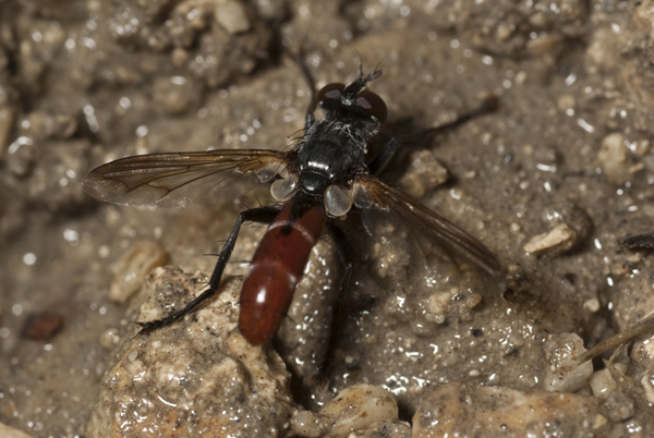 Cylindromyia bicolor (Tachinidae)